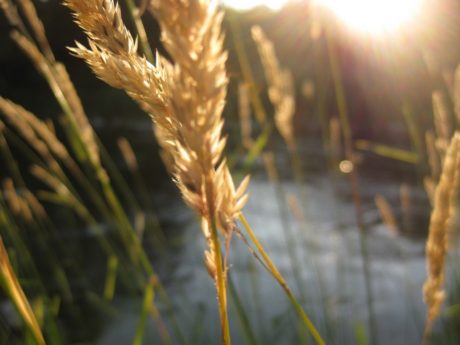 FOTO: Lán pšenice