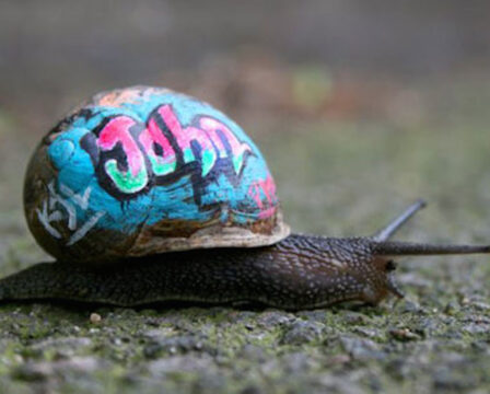 painted-snail-shell-6-990×500