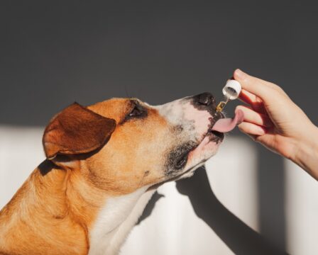 Dog,Taking,Essential,Oil,From,Dropper.,Nutritional,Supplements,,Calming,Products,